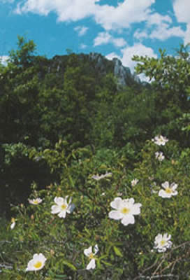 A bosco di Rocconi